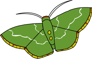 Illustrated moth