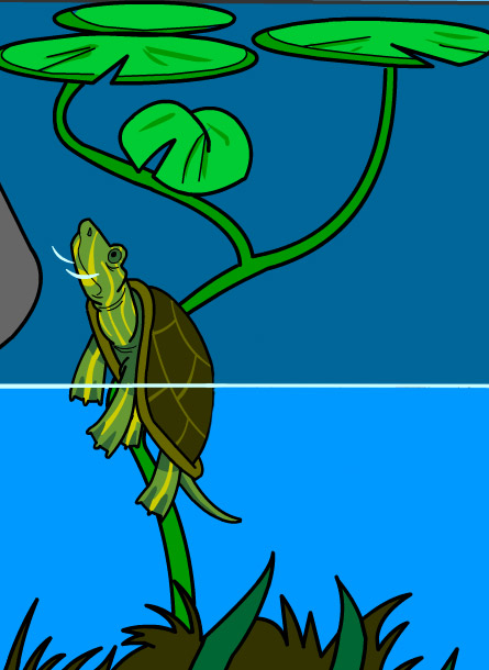 Illustration of a Turtle