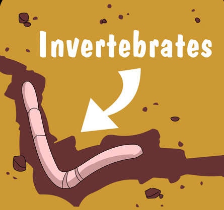 Illustration of a worm