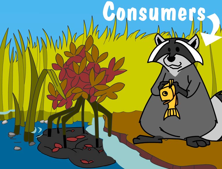 Illustration of producers in this habitat