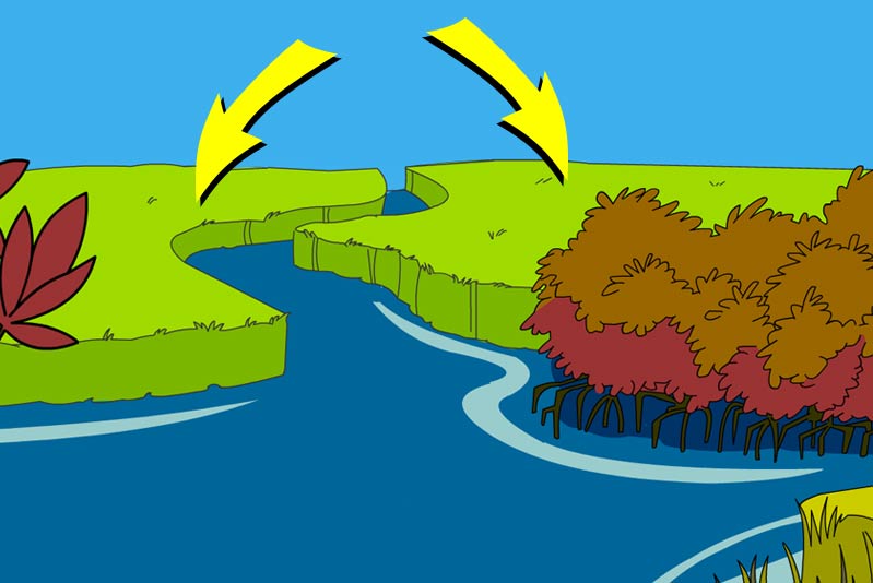 Illustration of producers in this habitat