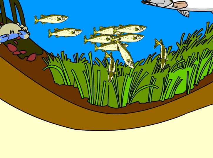 Illustration of producers in this habitat