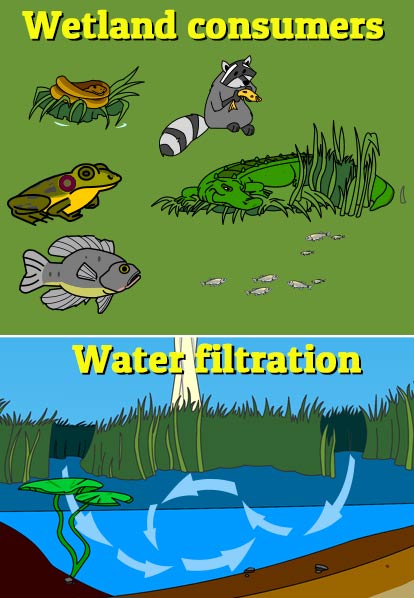 Illustration of a school of mosquito fish