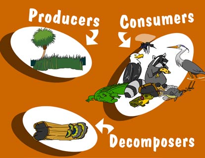 Illustration of a raccoon holding a fish