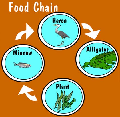 Illustration of a food chain
