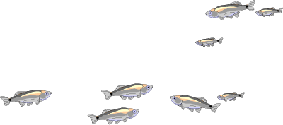 Illustration of a school of mosquito fish