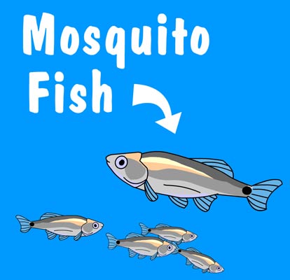 Illustration of a school of mosquito fish