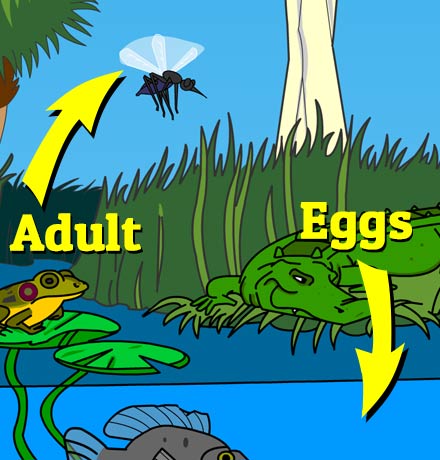 Illustration of a mosquito's life cycle