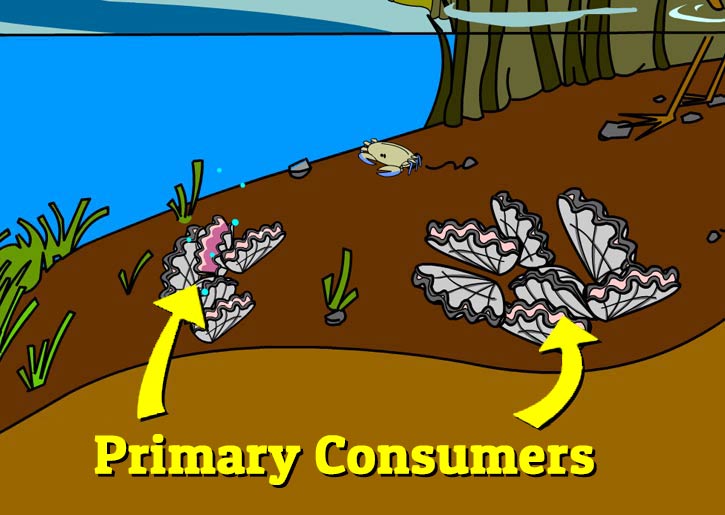 Illustration of oysters with their shells open