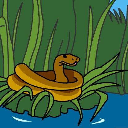 Illustration of a raccoon holding a fish