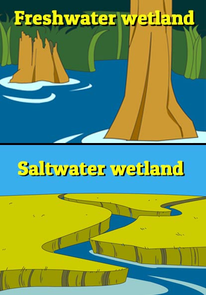 Illustration of 2 types of wetlands
