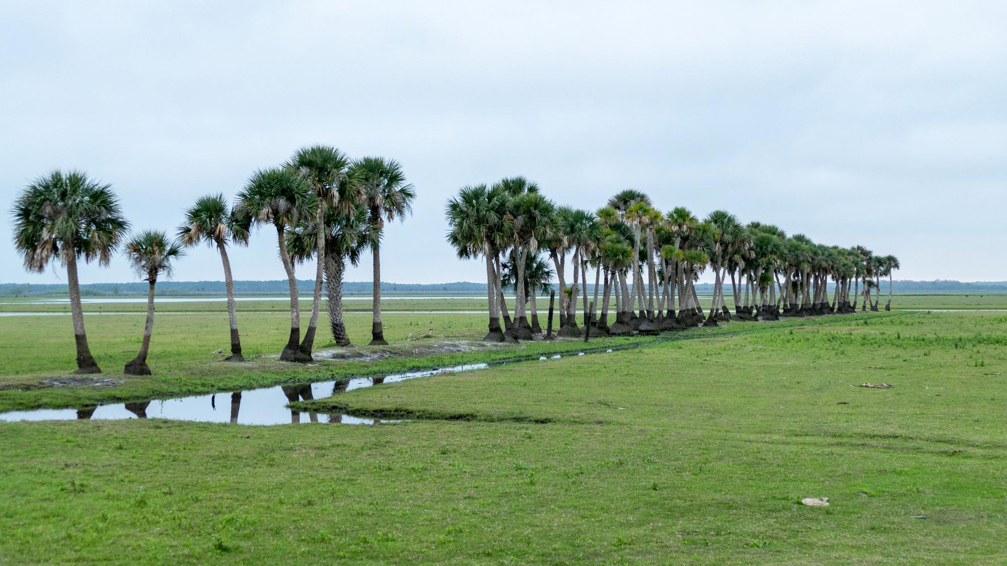A row of palm trees standing by a stream
