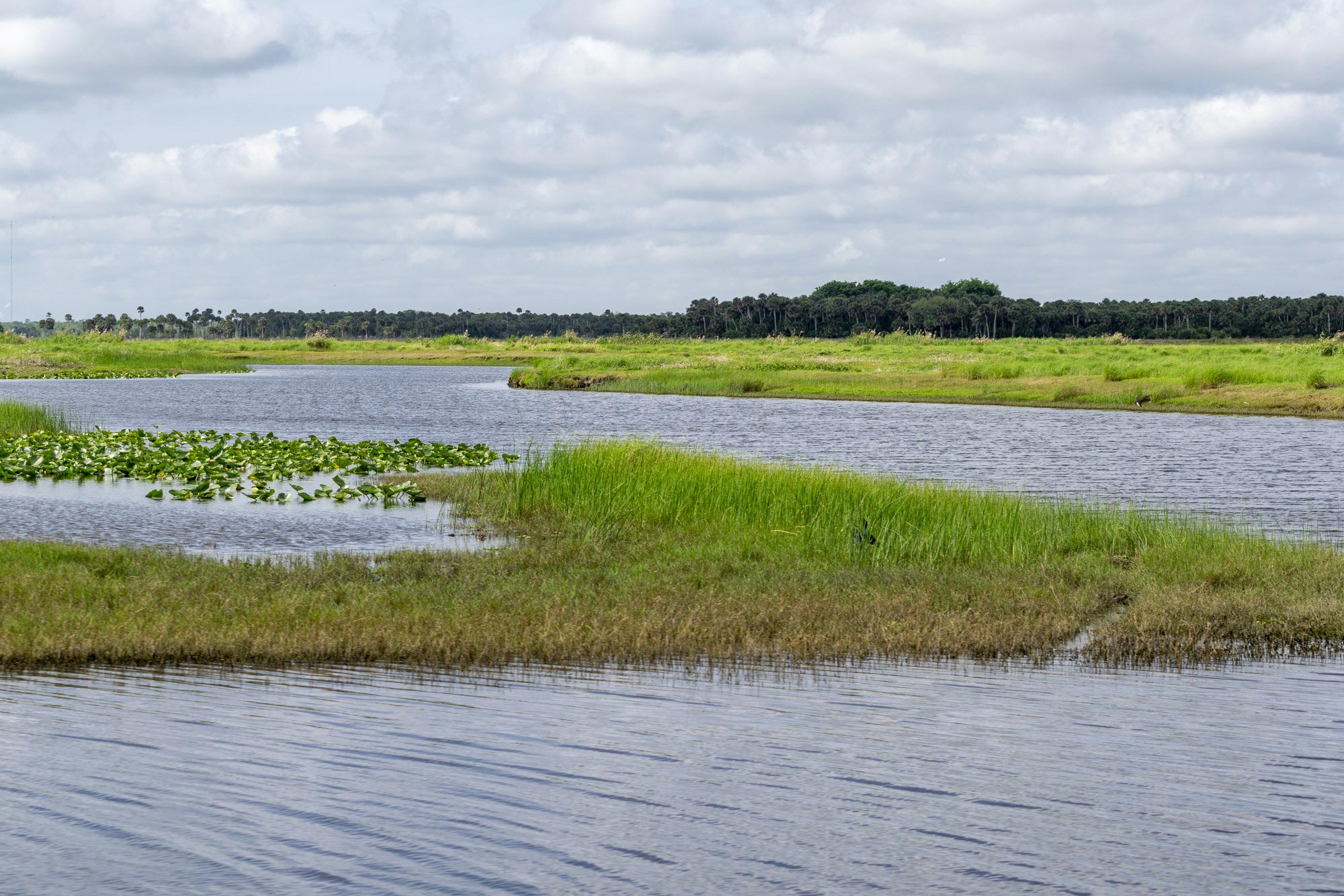Submerged vegetation at Puzzle Lake