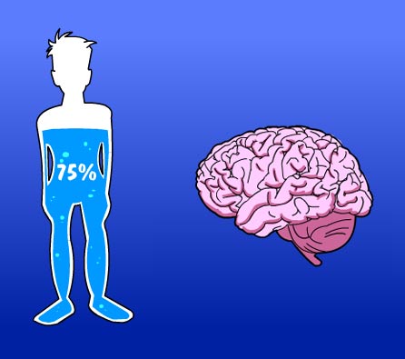 Illustration of a human body 75% of the way filled with water